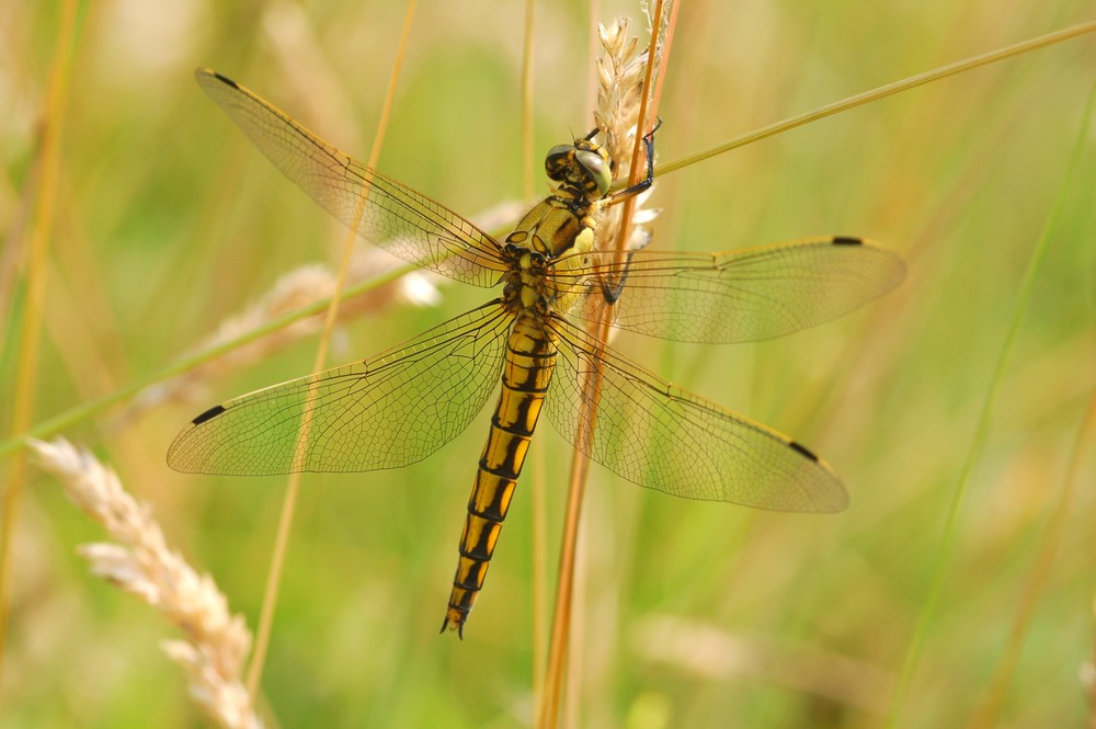 Fonds d'cran Animaux Insectes - Libellules 