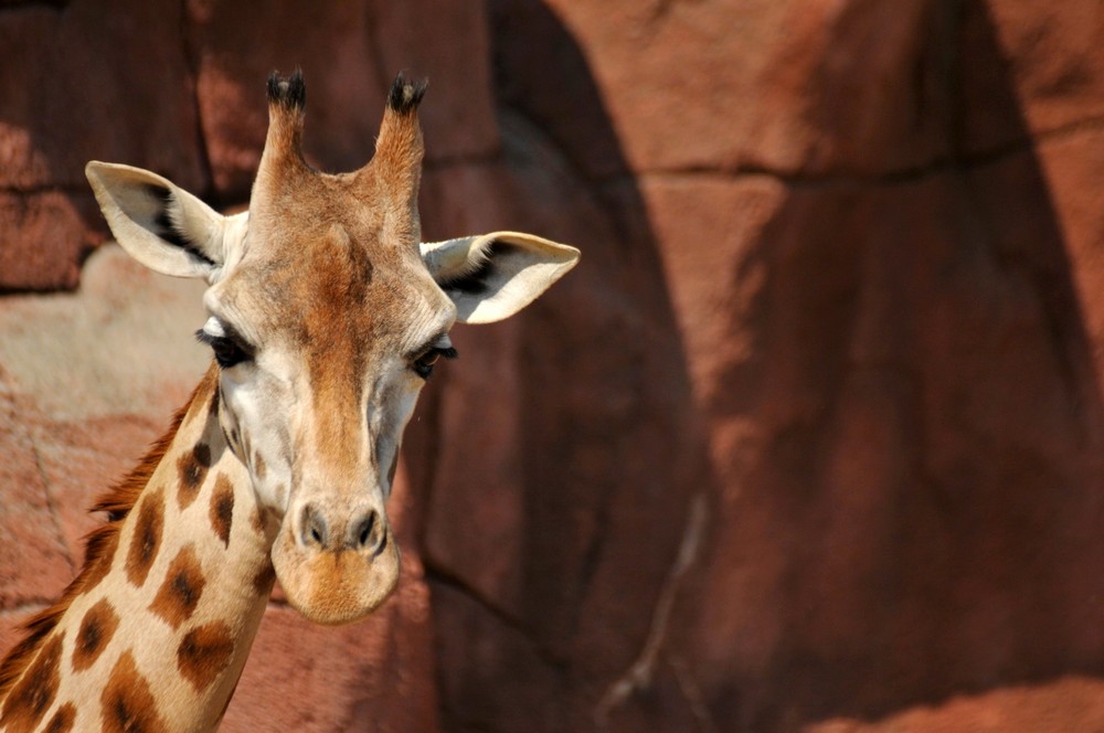 Fonds d'cran Animaux Girafes 