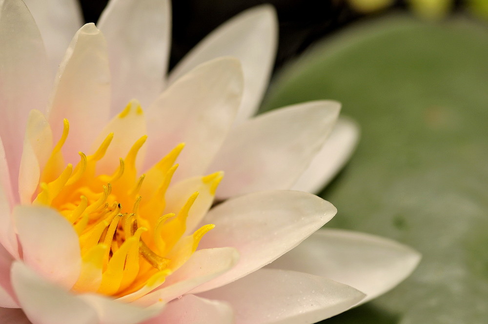 Fonds d'cran Nature Fleurs 