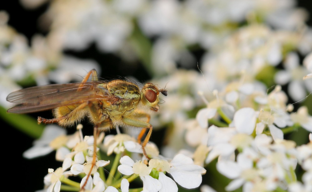 Fonds d'cran Animaux Insectes - Divers 