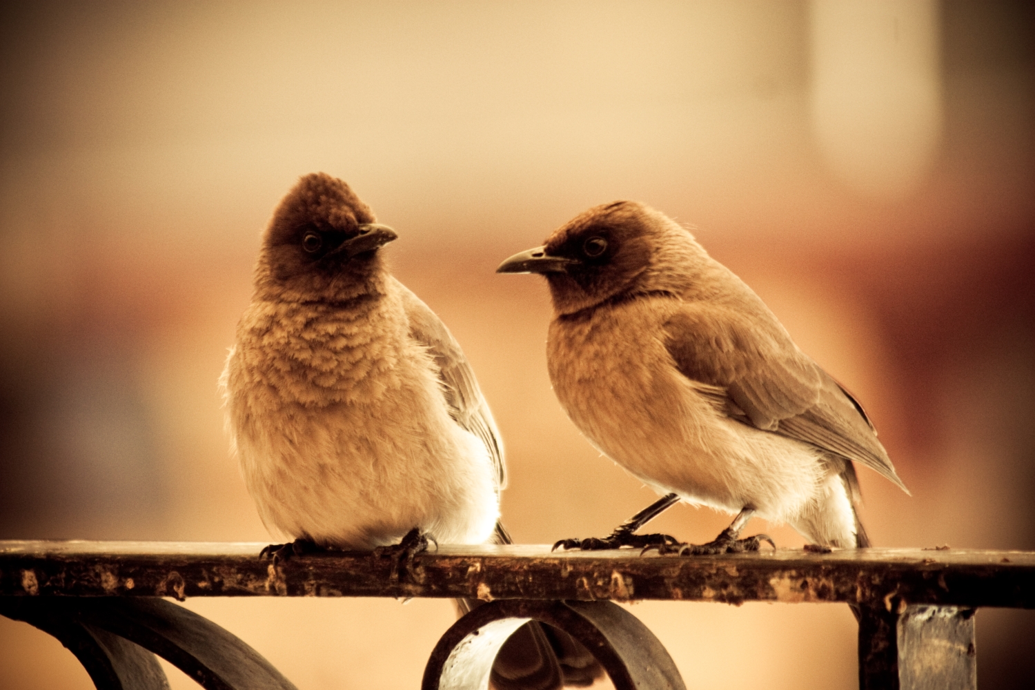 Fonds d'cran Animaux Oiseaux - Chardonnerets 