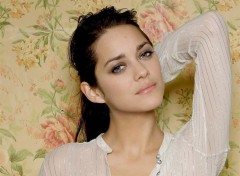 Fonds d'cran Clbrits Femme Marion Cotillard