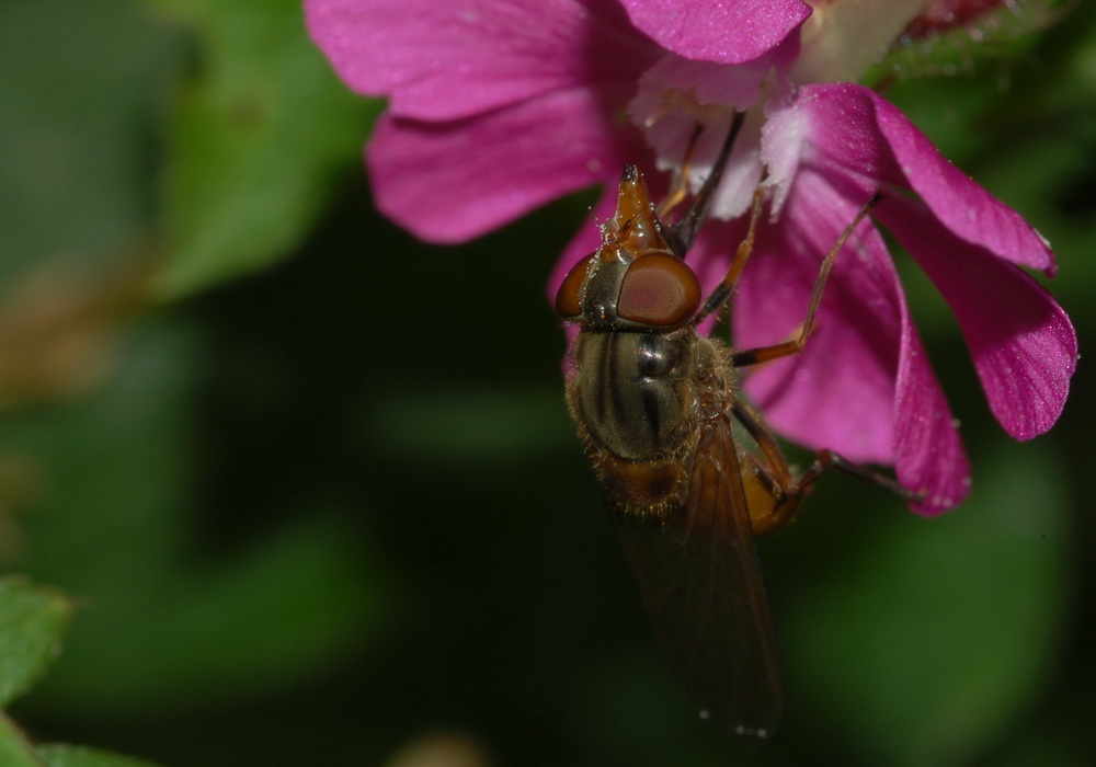 Fonds d'cran Animaux Insectes - Divers 