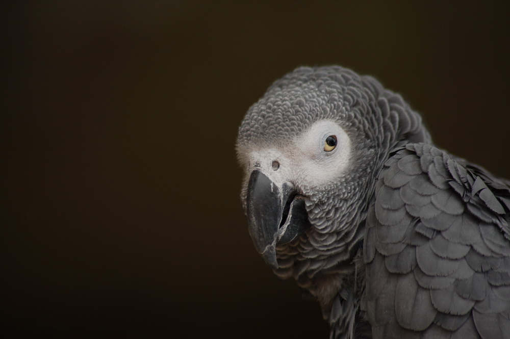 Wallpapers Animals Birds - Parrots 