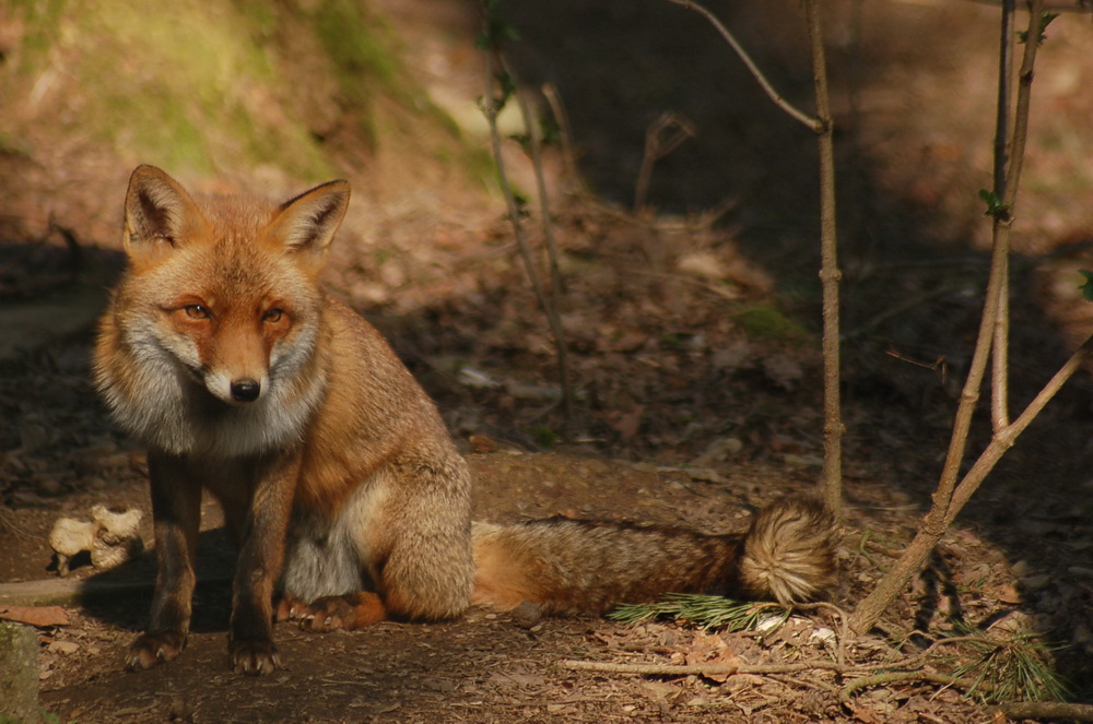 Fonds d'cran Animaux Renards 