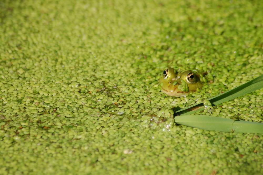 Wallpapers Animals Frogs - Toads 