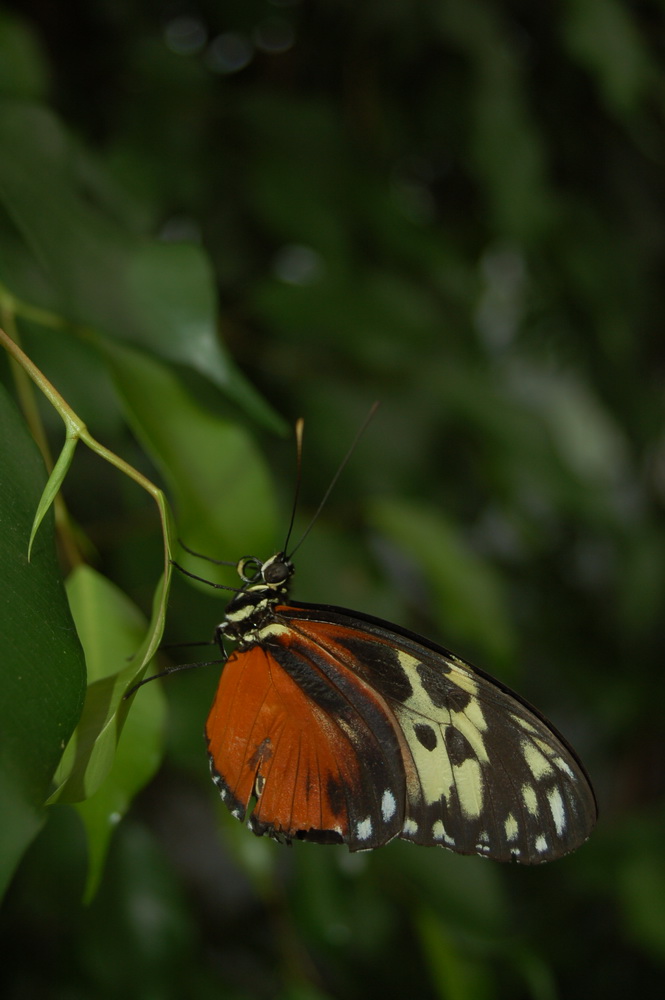 Fonds d'cran Animaux Insectes - Papillons 