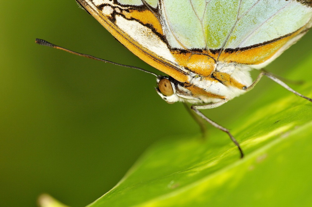 Fonds d'cran Animaux Insectes - Papillons 