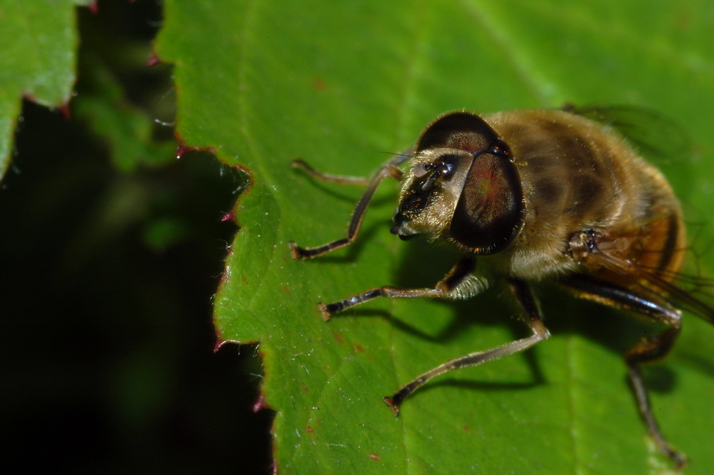 Fonds d'cran Animaux Insectes - Divers 