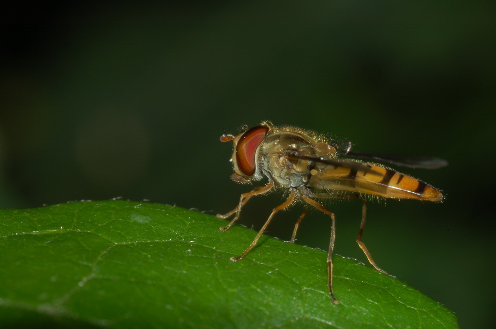 Fonds d'cran Animaux Insectes - Divers 