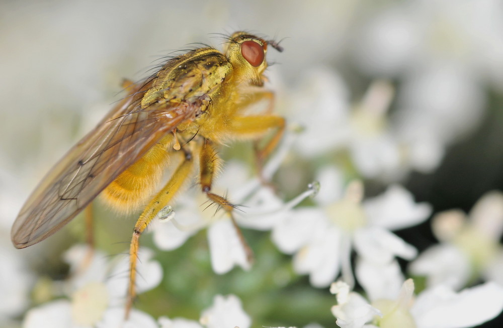 Fonds d'cran Animaux Insectes - Divers 