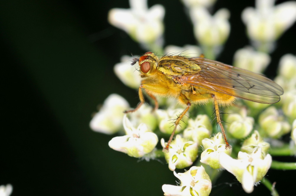 Fonds d'cran Animaux Insectes - Divers 