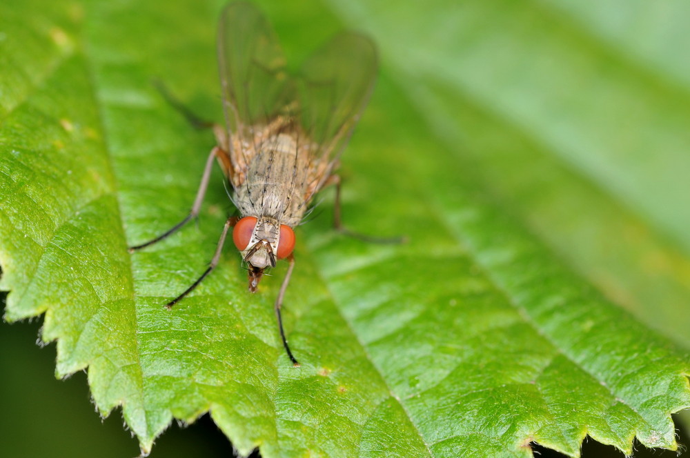 Fonds d'cran Animaux Insectes - Divers 