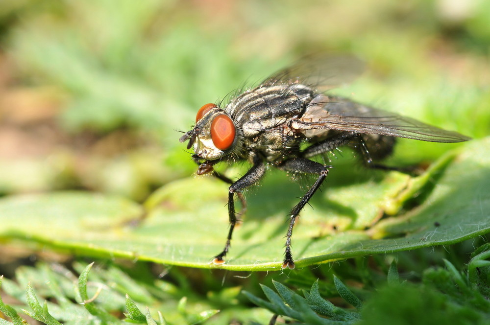 Wallpapers Animals Insects - Flies 