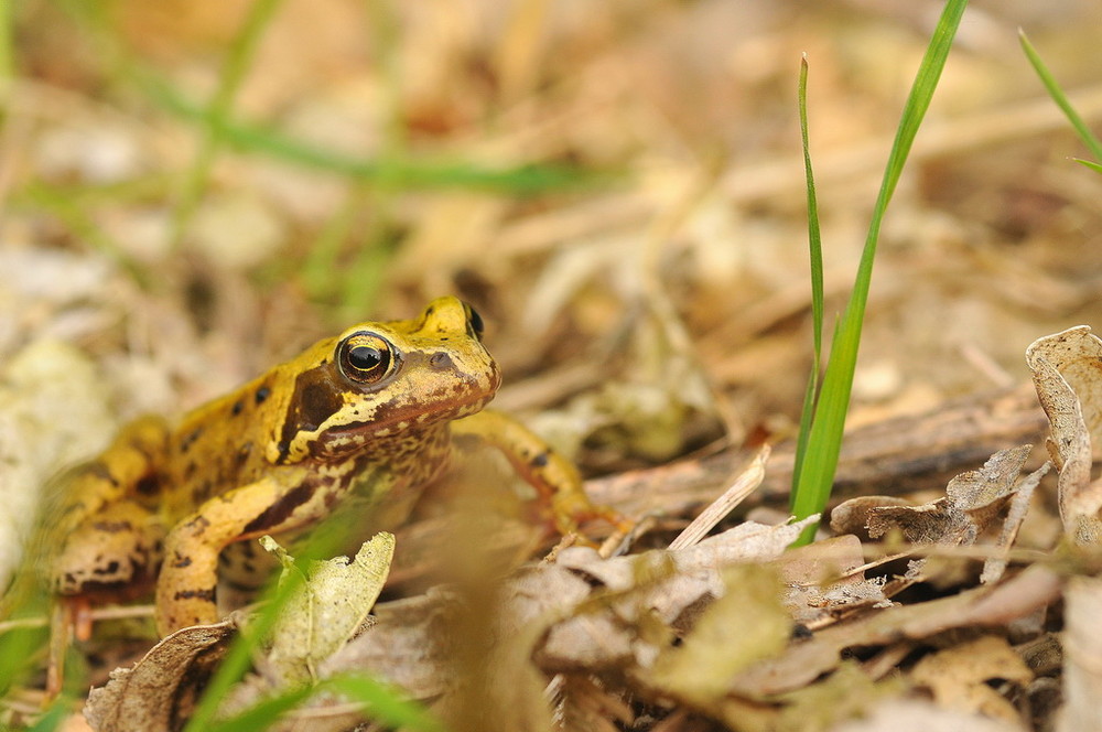 Fonds d'cran Animaux Grenouilles - Crapauds 