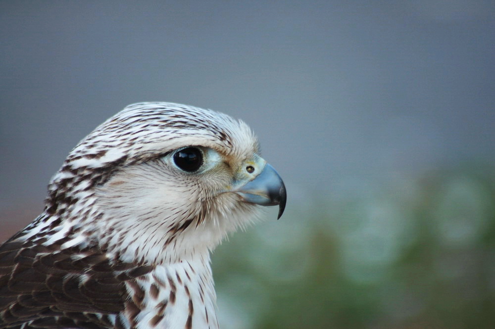 Wallpapers Animals Birds - Falcons 