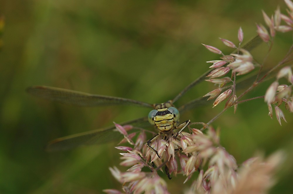 Wallpapers Animals Insects - Dragonflies 