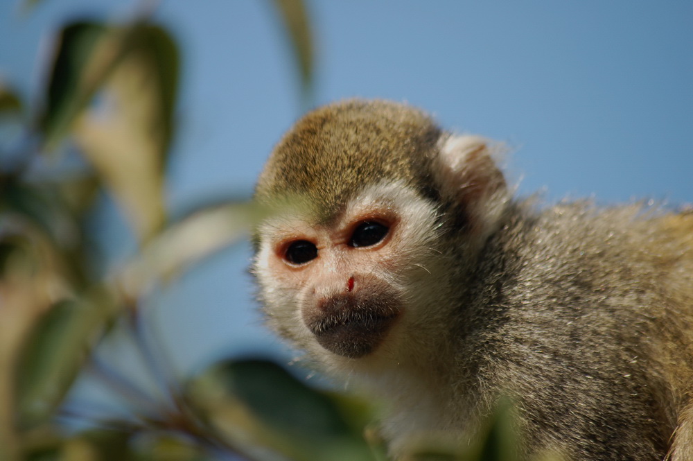 Wallpapers Animals Monkeys 