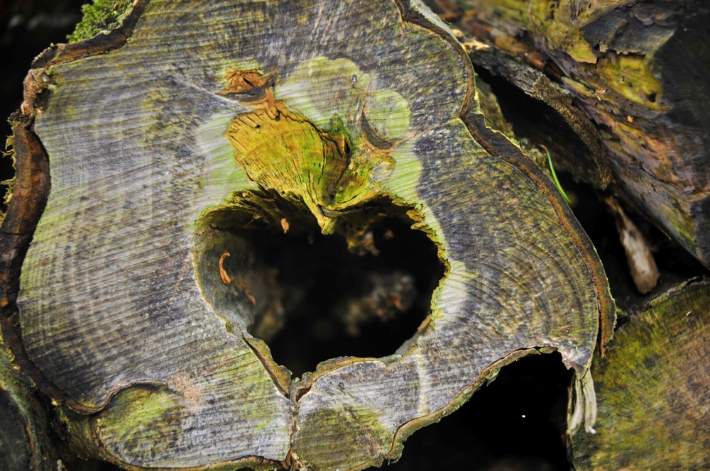 Fonds d'cran Nature Arbres - Forts 