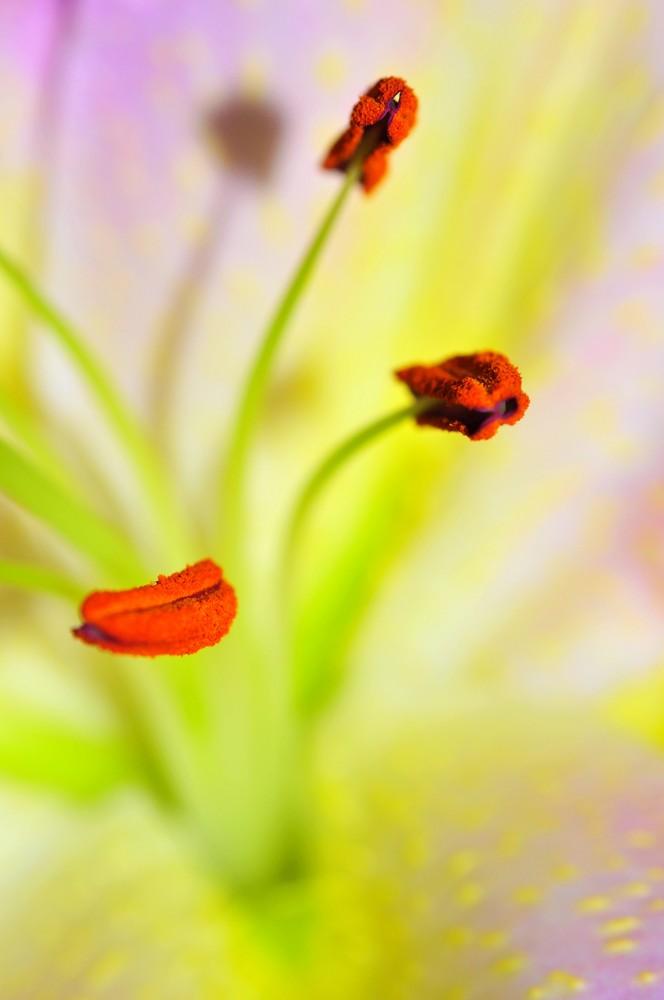 Fonds d'cran Nature Fleurs 