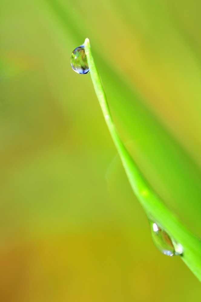 Wallpapers Nature Water - Drops 