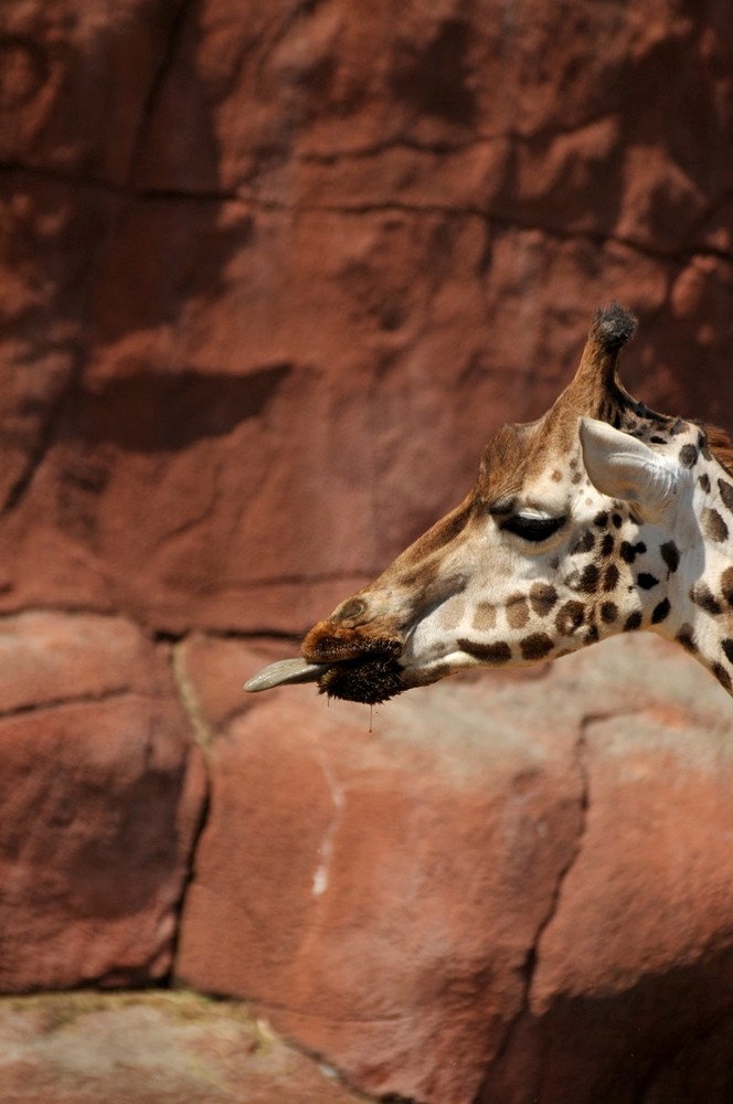 Fonds d'cran Animaux Girafes 