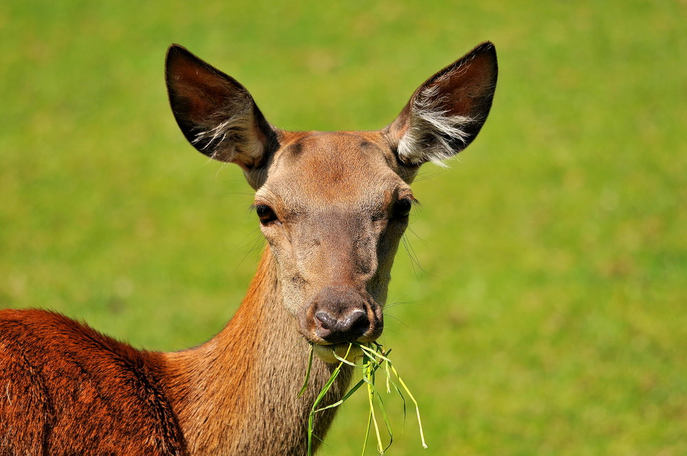 Fonds d'cran Animaux Cervids 