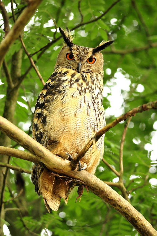 Fonds d'cran Animaux Oiseaux - Hiboux et Chouettes 