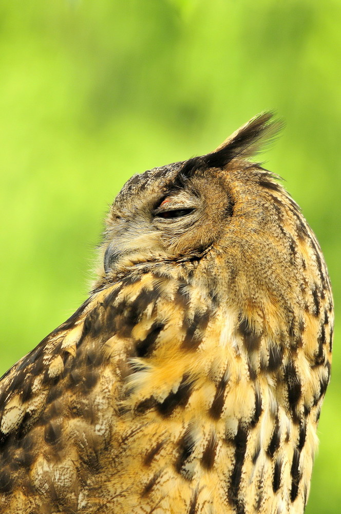 Fonds d'cran Animaux Oiseaux - Hiboux et Chouettes 