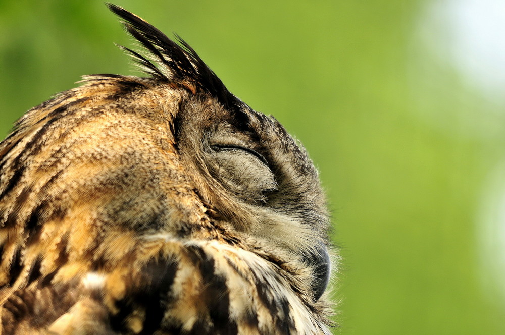 Fonds d'cran Animaux Oiseaux - Hiboux et Chouettes 