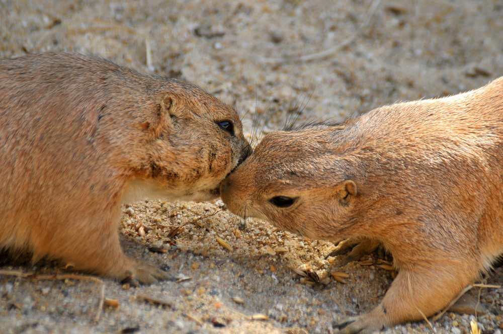 Wallpapers Animals Rodents - Misc 