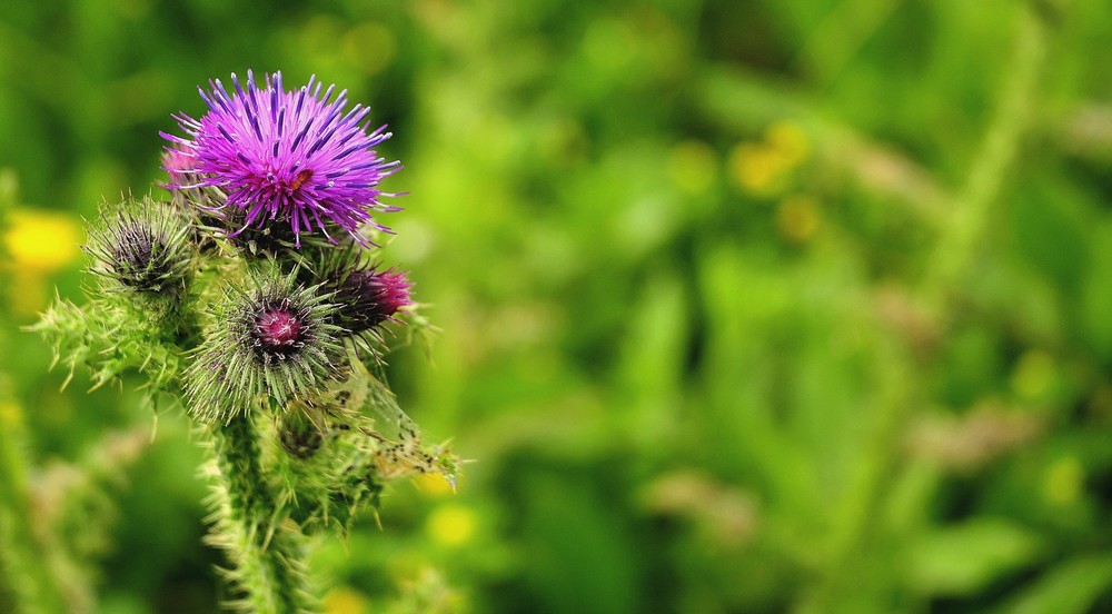 Fonds d'cran Nature Fleurs 