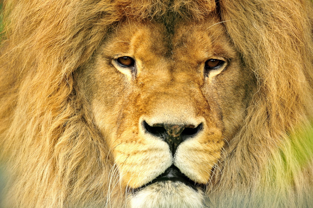 Wallpapers Animals Felines - Lions 