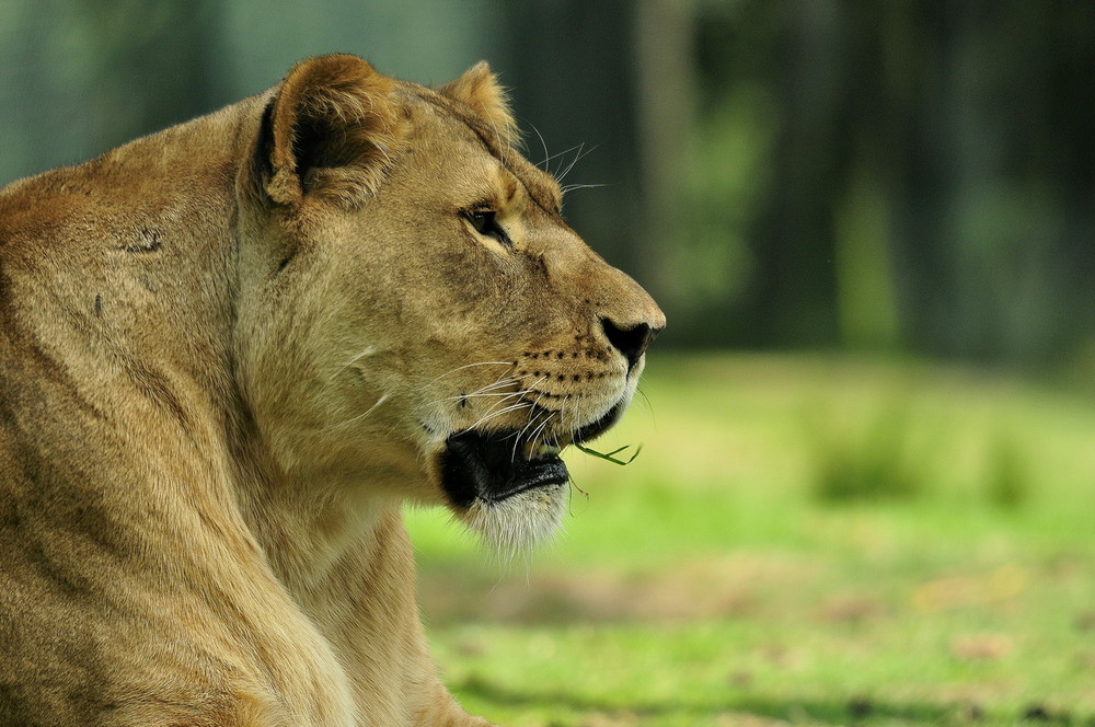 Wallpapers Animals Felines - Lions 