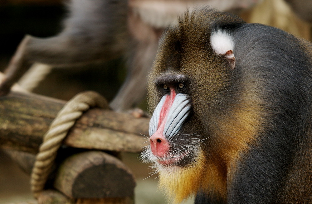 Wallpapers Animals Monkeys 