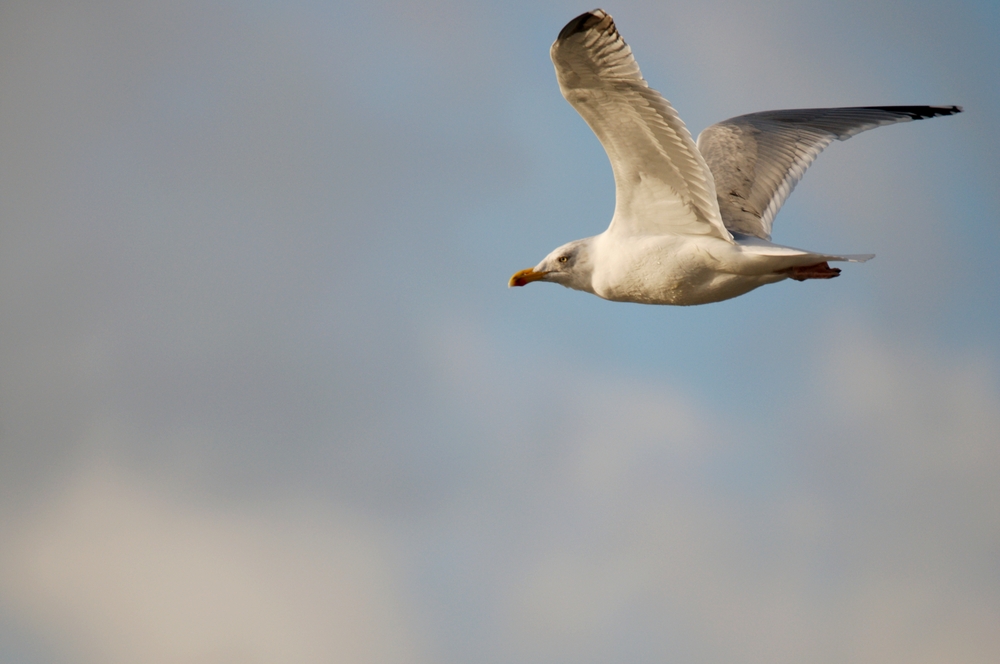 Fonds d'cran Animaux Oiseaux - Mouettes et Golands 