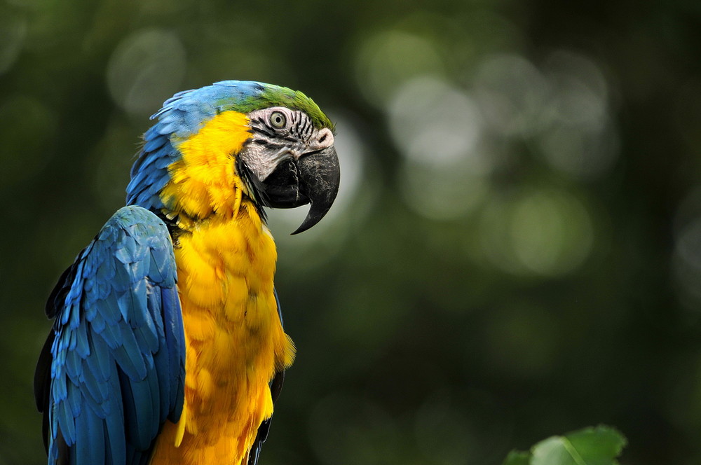 Wallpapers Animals Birds - Parrots 