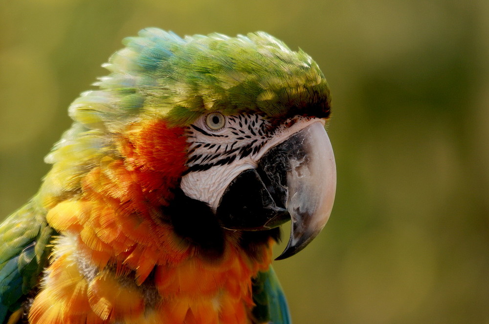 Fonds d'cran Animaux Oiseaux - Perroquets 