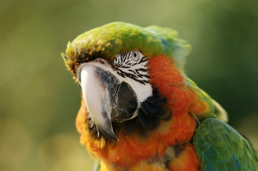 Wallpapers Animals Birds - Parrots 