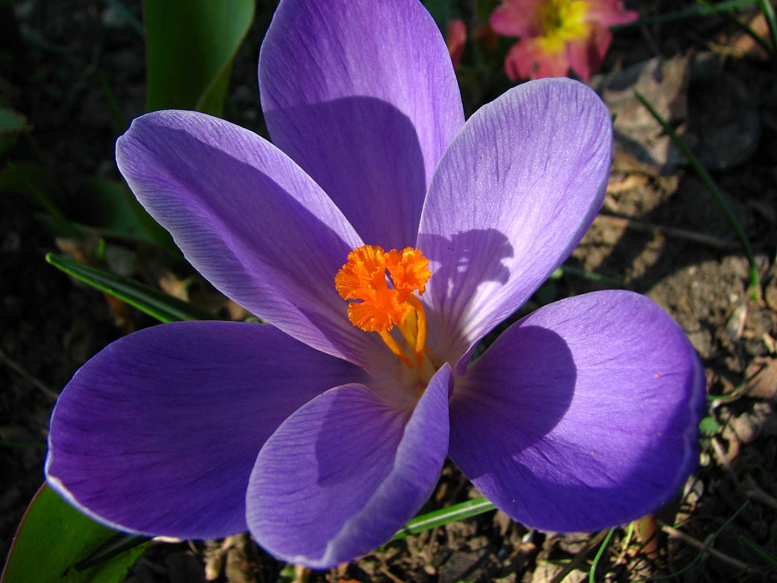 Fonds d'cran Nature Fleurs Crocus