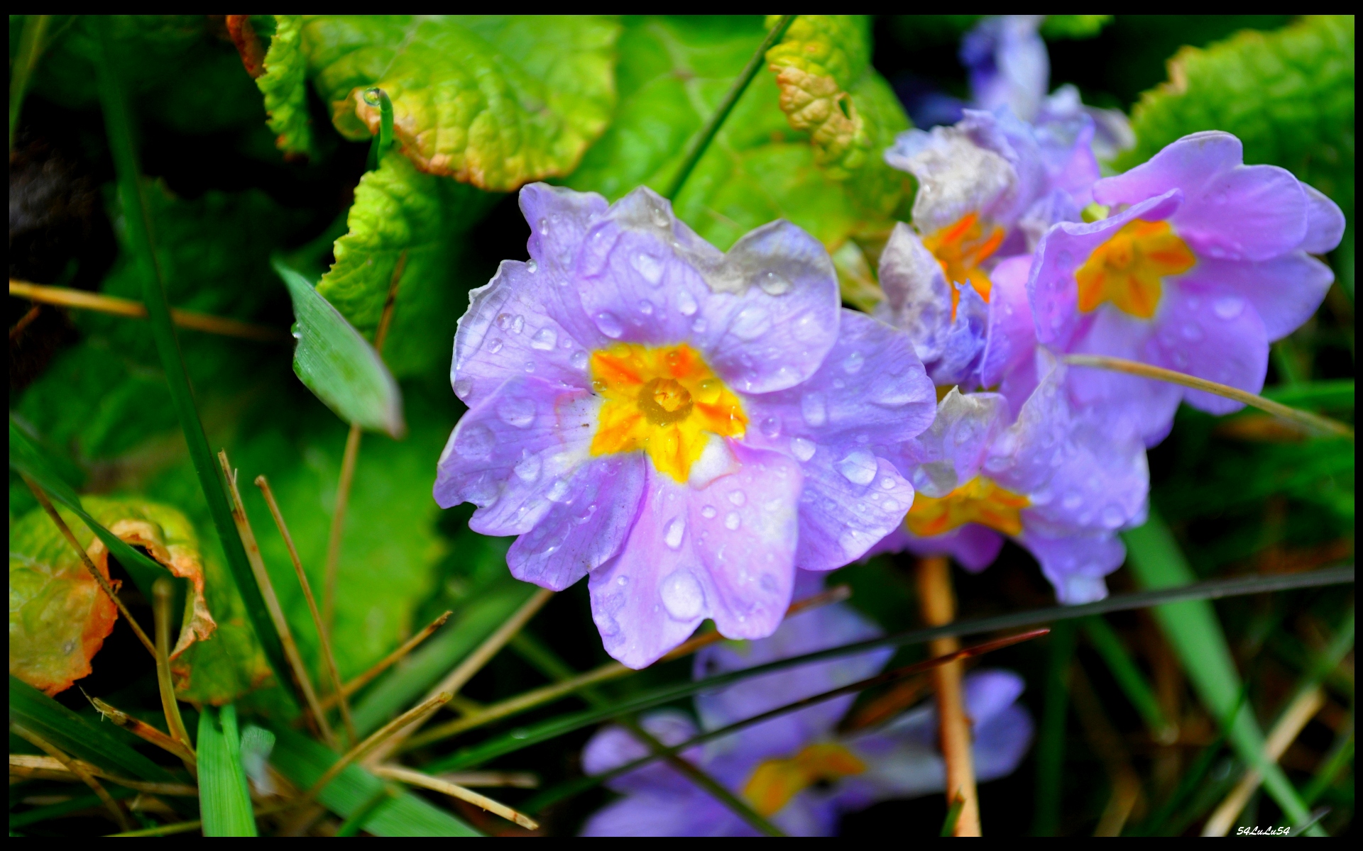 Fonds d'cran Art - Numrique Nature - Fleurs nature fleurs