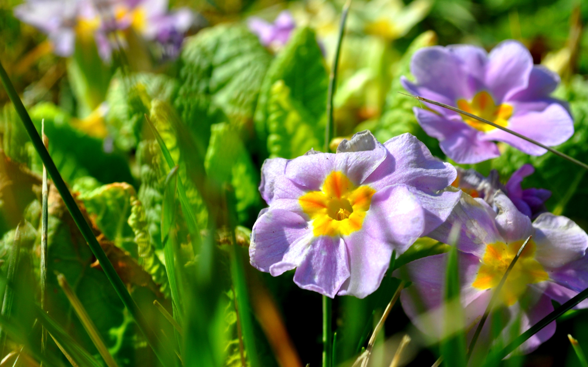 Fonds d'cran Art - Numrique Nature - Fleurs nature fleurs