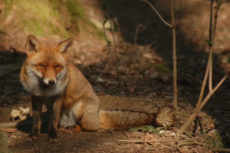 Fonds d'cran Animaux Renards Wallpaper N258226