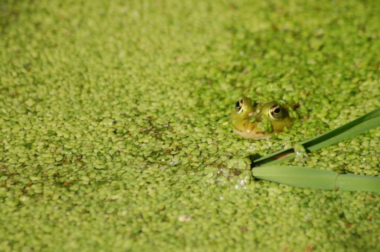 Wallpapers Animals Frogs - Toads Wallpaper N258227