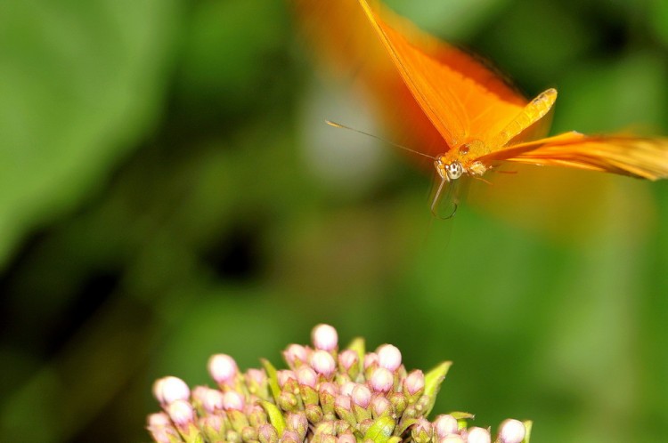 Fonds d'cran Animaux Insectes - Papillons Wallpaper N258229