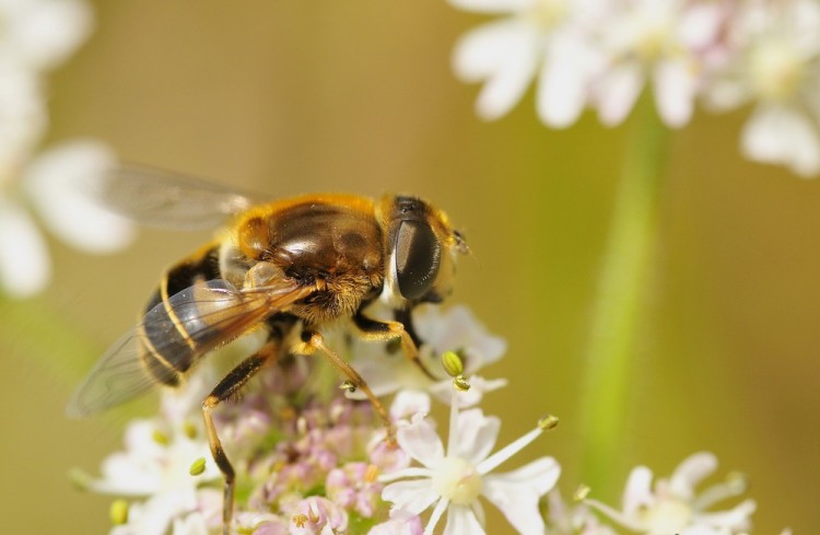 Fonds d'cran Animaux Insectes - Divers Wallpaper N258235