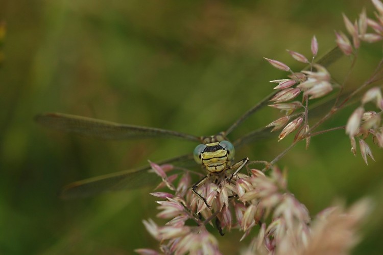 Wallpapers Animals Insects - Dragonflies Wallpaper N258245