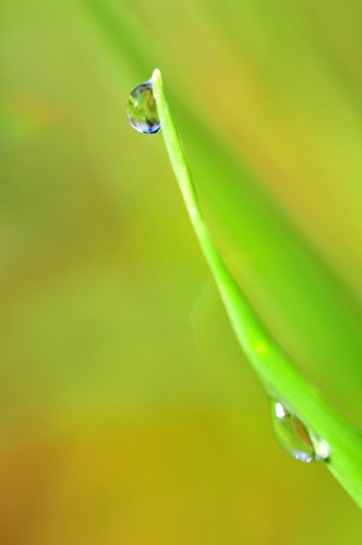 Wallpapers Nature Water - Drops Wallpaper N258253