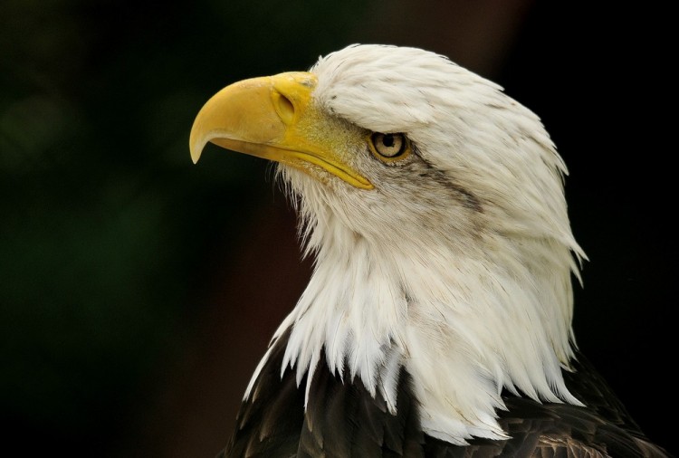 Wallpapers Animals Birds - Eagles Wallpaper N258258