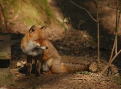 Fonds d'cran Animaux Image sans titre N258225